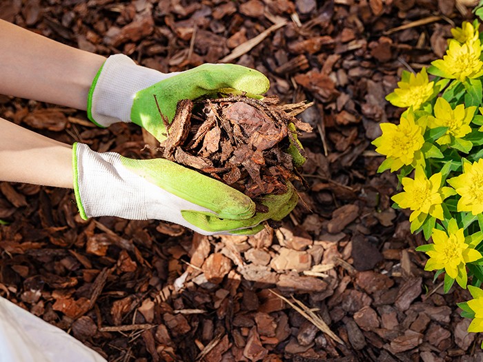 mulch